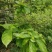 野生鹧鸪茶