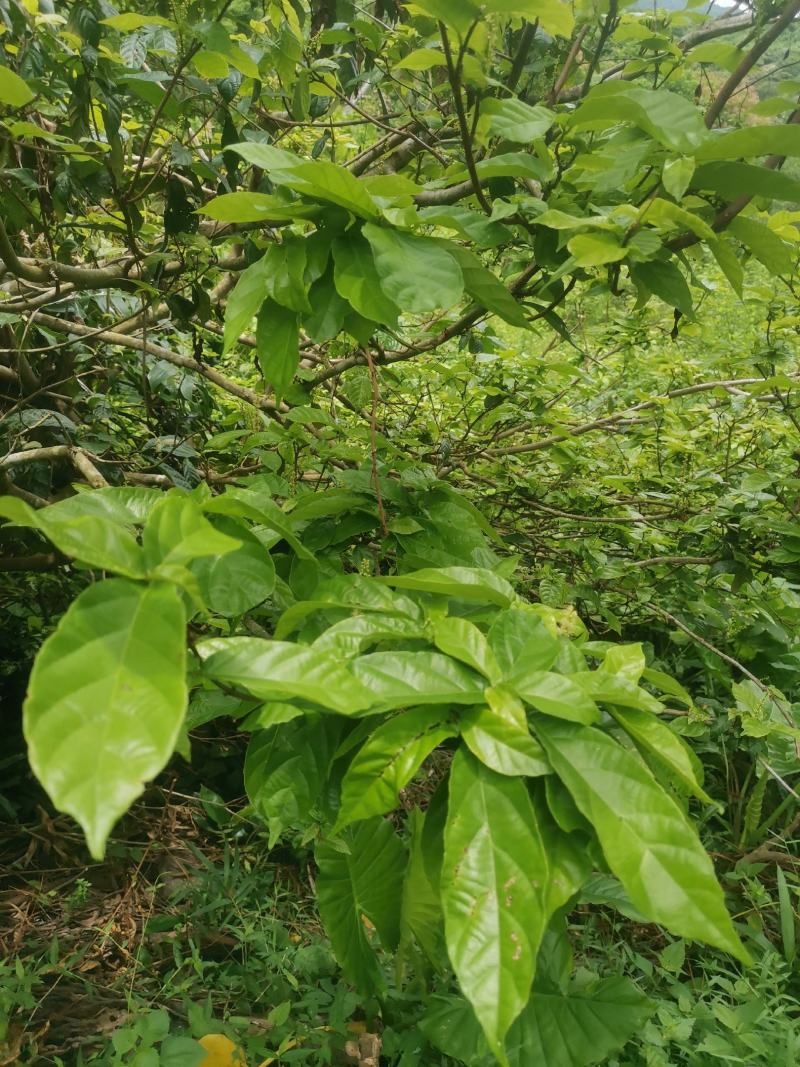 野生鹧鸪茶