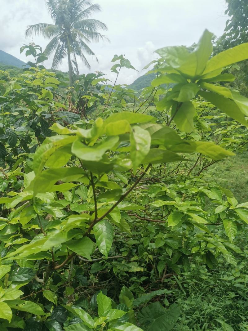 野生鹧鸪茶