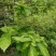 野生鹧鸪茶