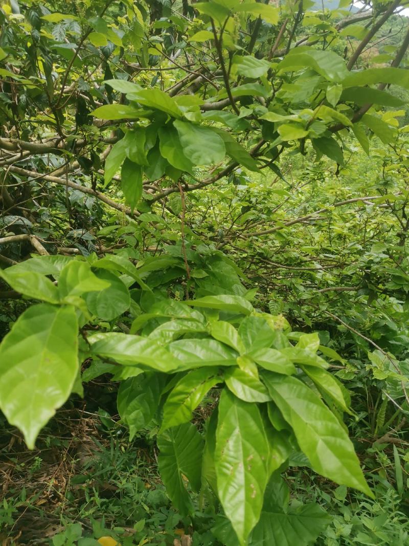野生鹧鸪茶