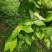 野生鹧鸪茶