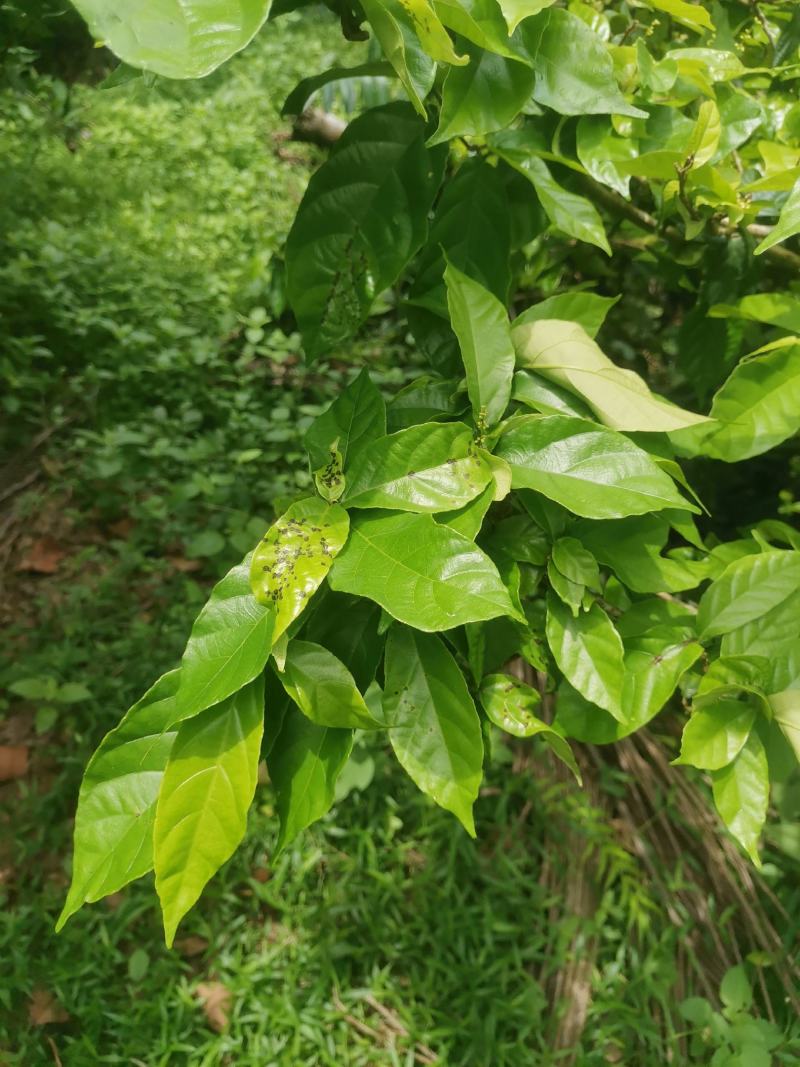 野生鹧鸪茶