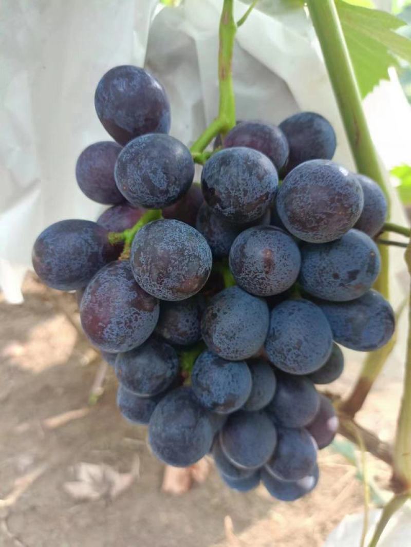 出售夏黑葡萄