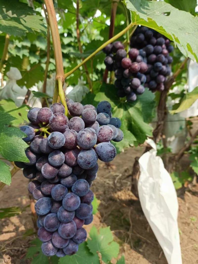 出售夏黑葡萄