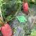红皮白肉萝卜种子、耐抽苔、新种到货、收尾好、秋季基地