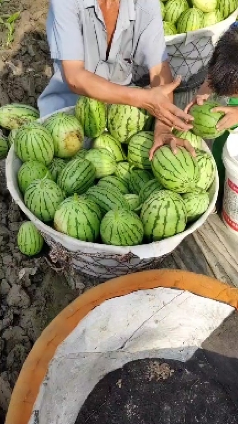 浙江杭州钱塘区早春玉西瓜