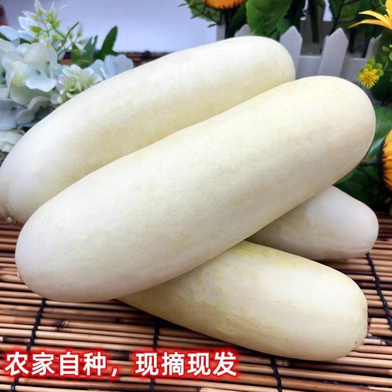 白黄瓜产地一手货源，看货论价保质保量支持发货