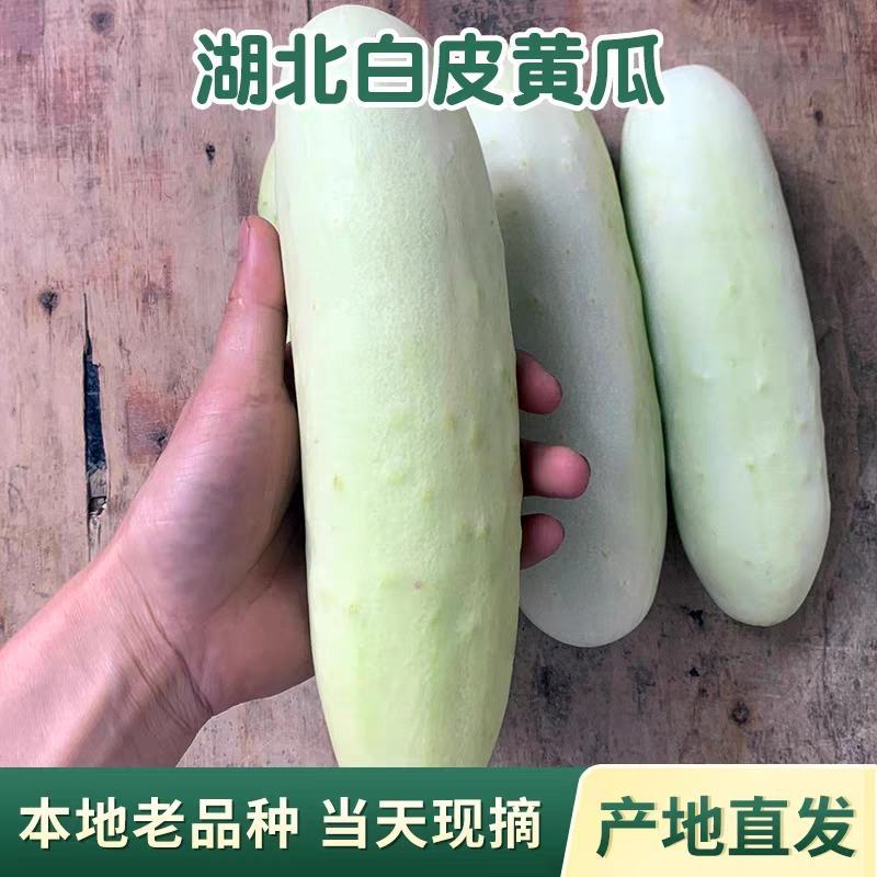 白黄瓜产地一手货源，看货论价保质保量支持发货