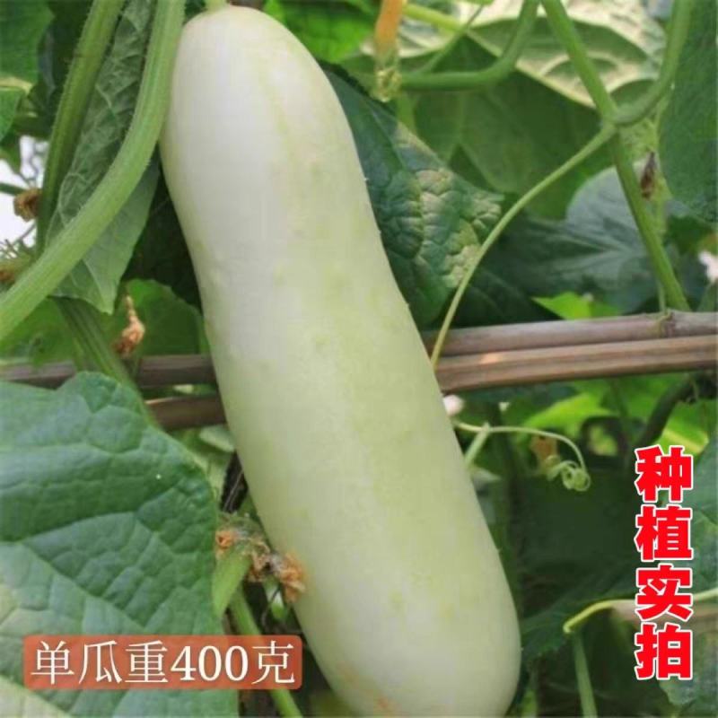 白黄瓜产地一手货源，看货论价保质保量支持发货