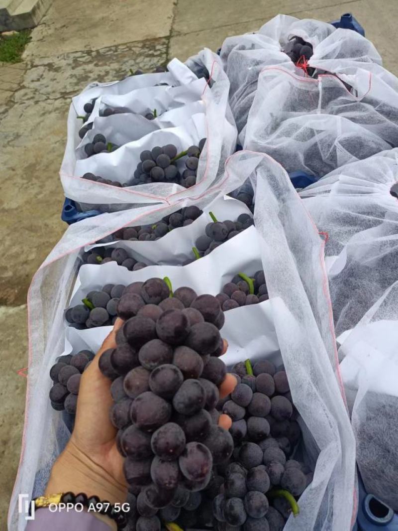 山东夏黑葡萄，产地葡萄大掉价，口感甜，颜色黑，可代发货颗