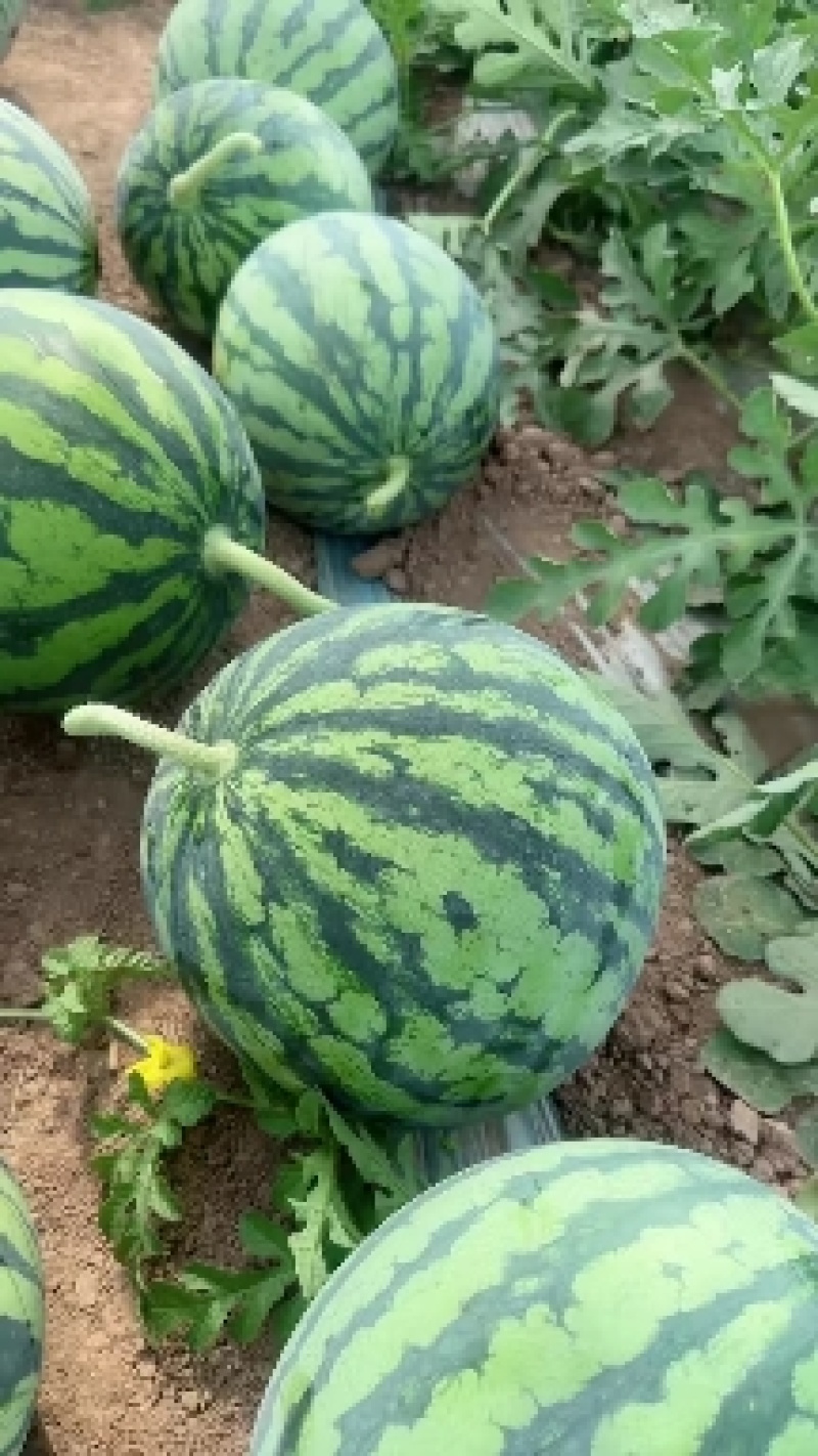 甘肃精品美都大量供货中