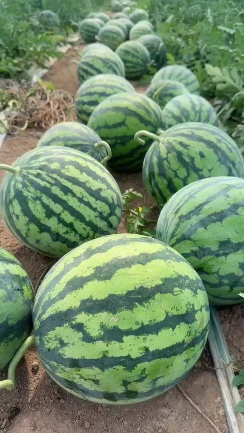 甘肃精品美都大量供货中