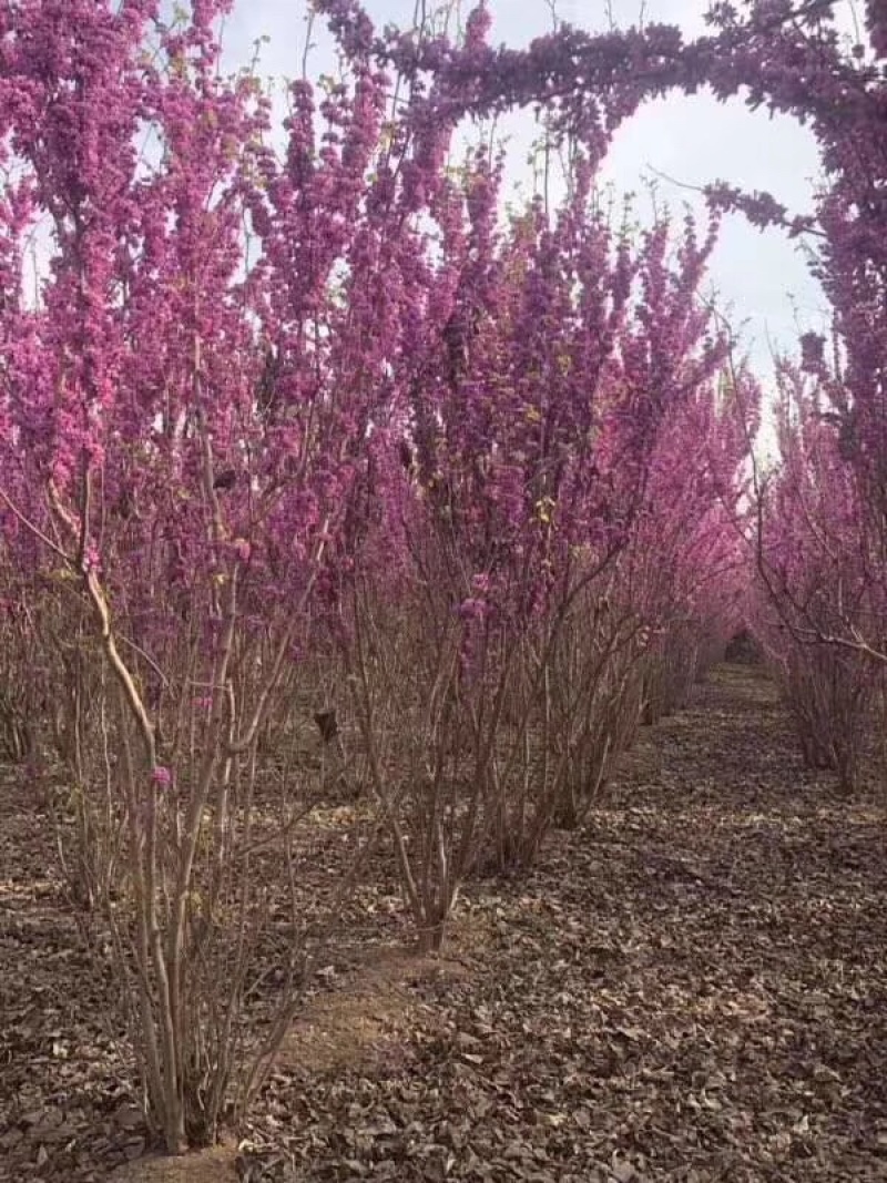 紫荆，丛生紫荆，多分枝紫荆，规格齐全。