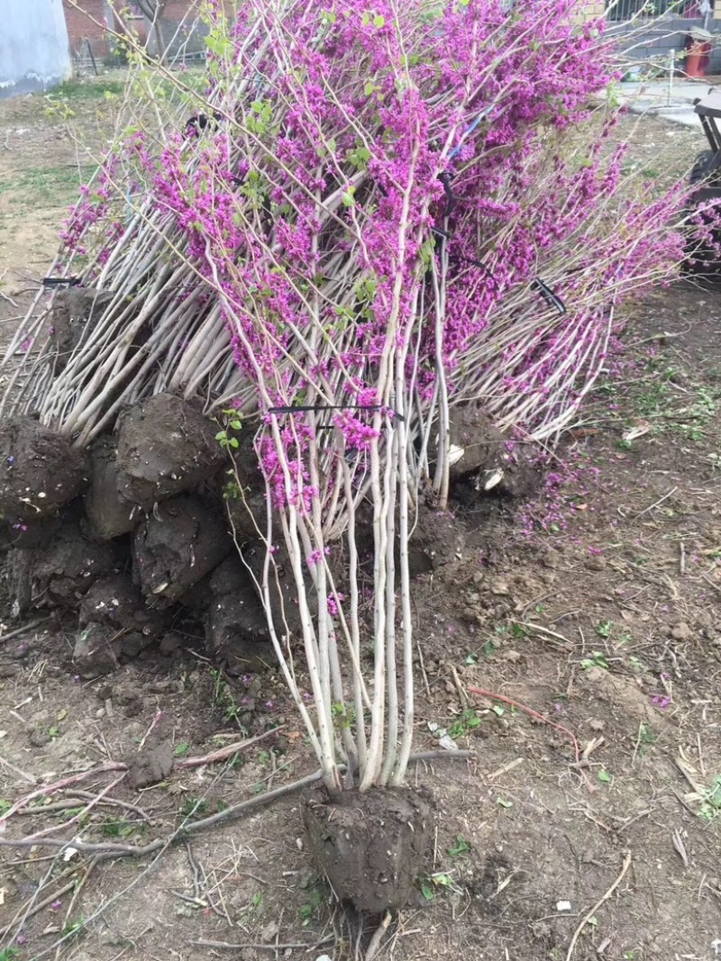 紫荆，丛生紫荆，多分枝紫荆，规格齐全。