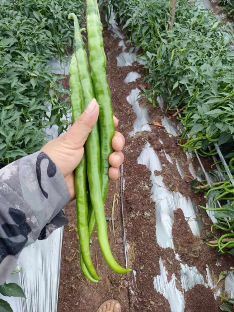 云南精品鲜辣椒二荆条辣椒，产地直采直销，货源稳定供应