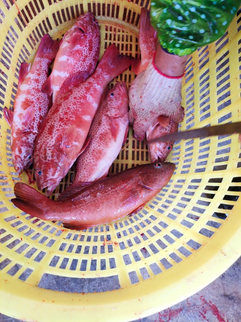 海南东星斑_活杀东星斑_活杀三去东星斑全规格批发