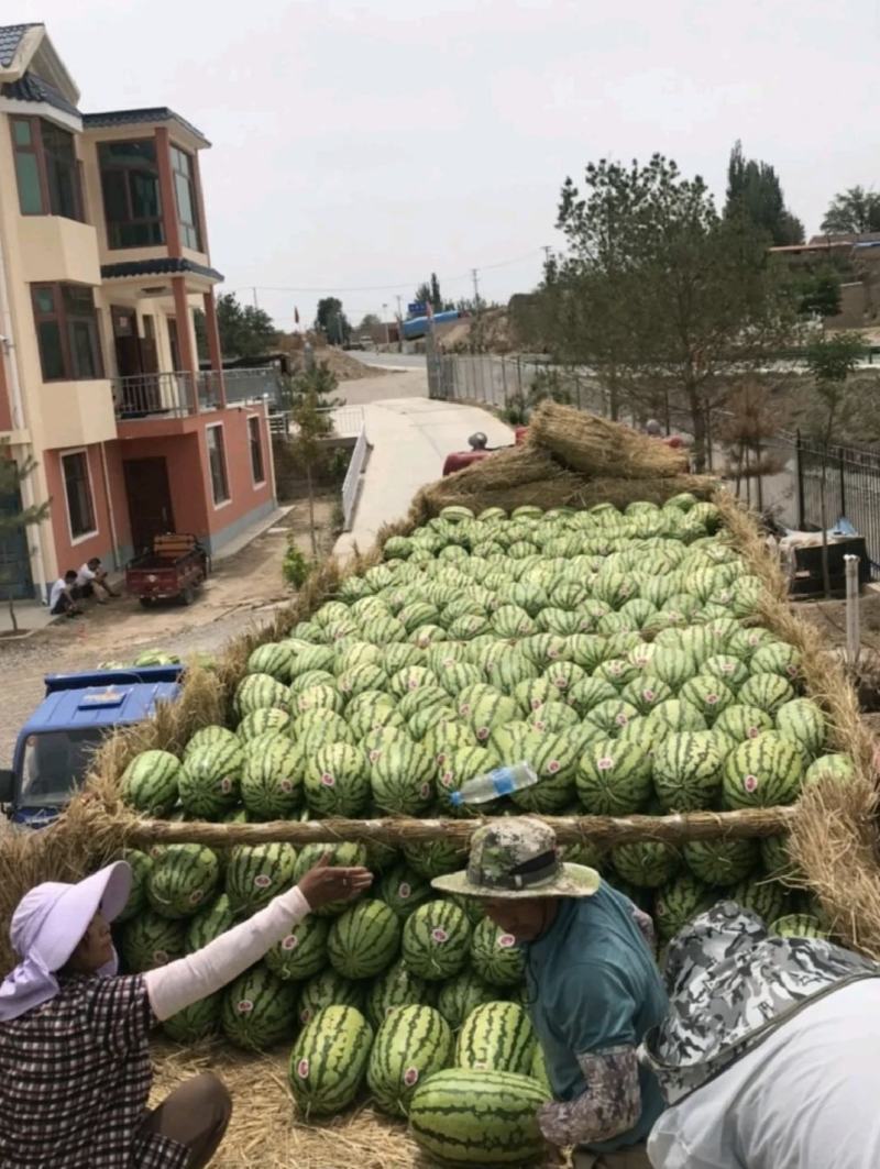 山西精品金城5号西瓜大量上市量大从优产地直发质量保证