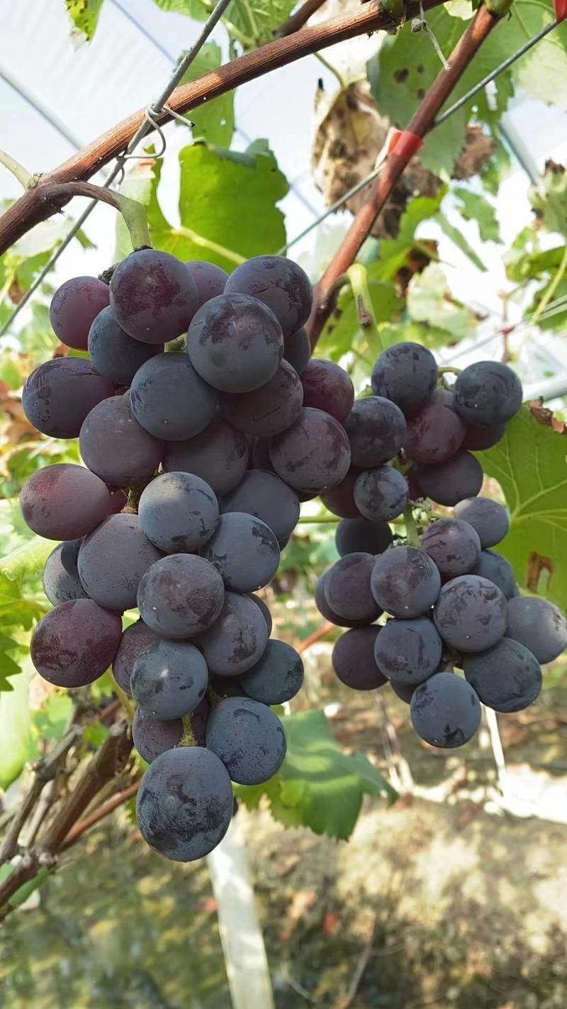 [热卖]广西兴安巨峰葡萄葡萄大量供应专业代办