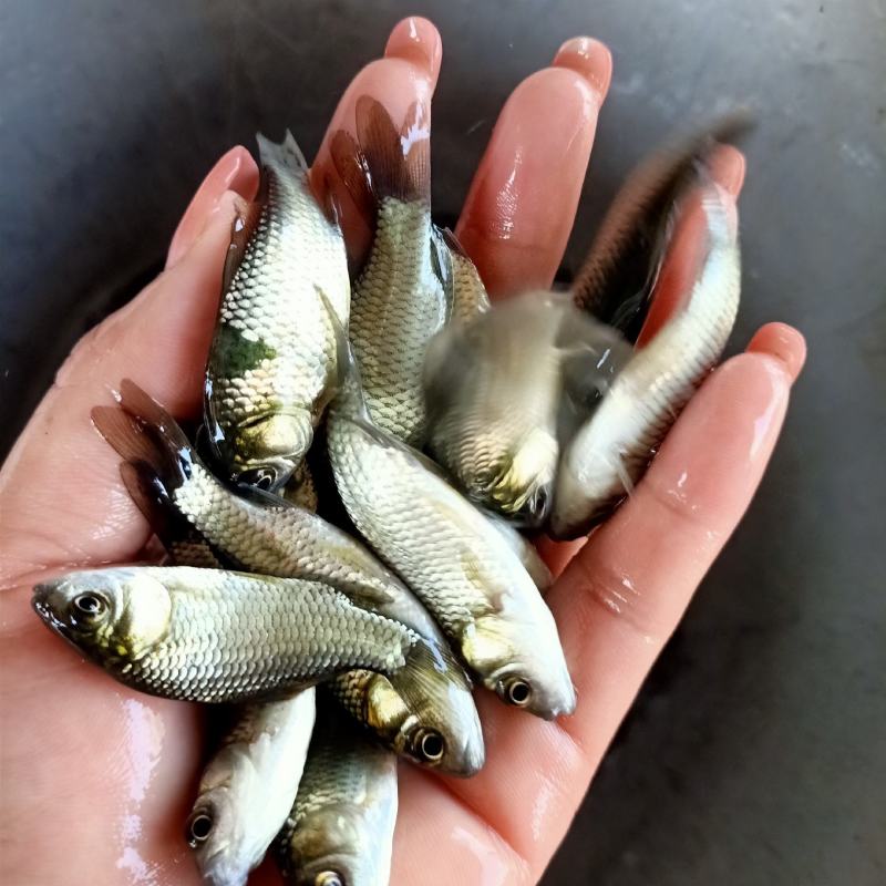 鲫鱼苗中科5号，工程鲫湘云鲫高背鲫鱼淡水养殖，常年供应