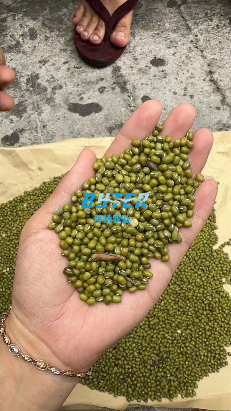 缅甸绿豆大产区中颗粒大颗粒毛杂绿豆油绿豆进口绿豆杂粮豆