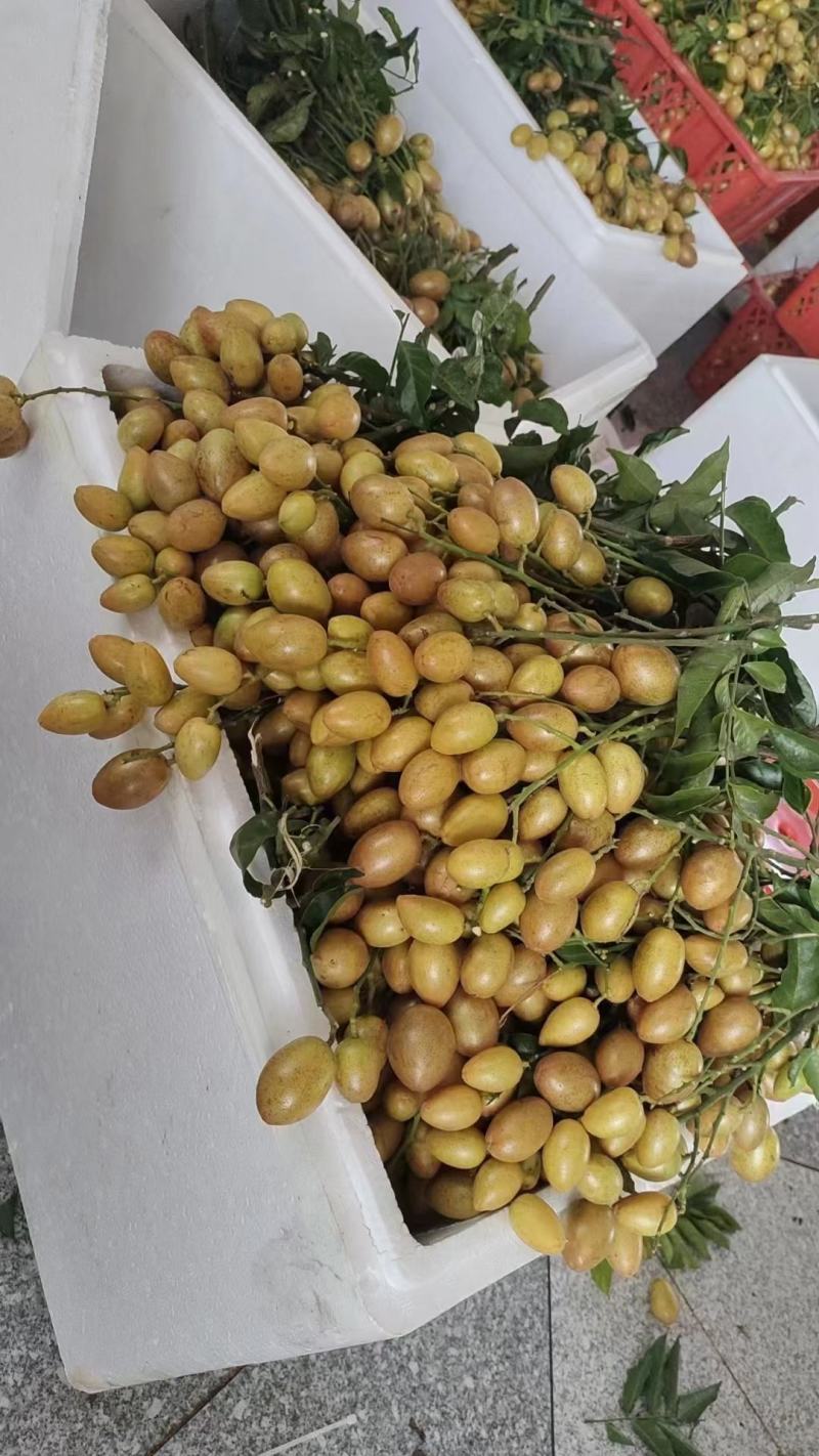 鸡心黄皮！无核黄皮！大量上市！欢迎各大平台，商超对接