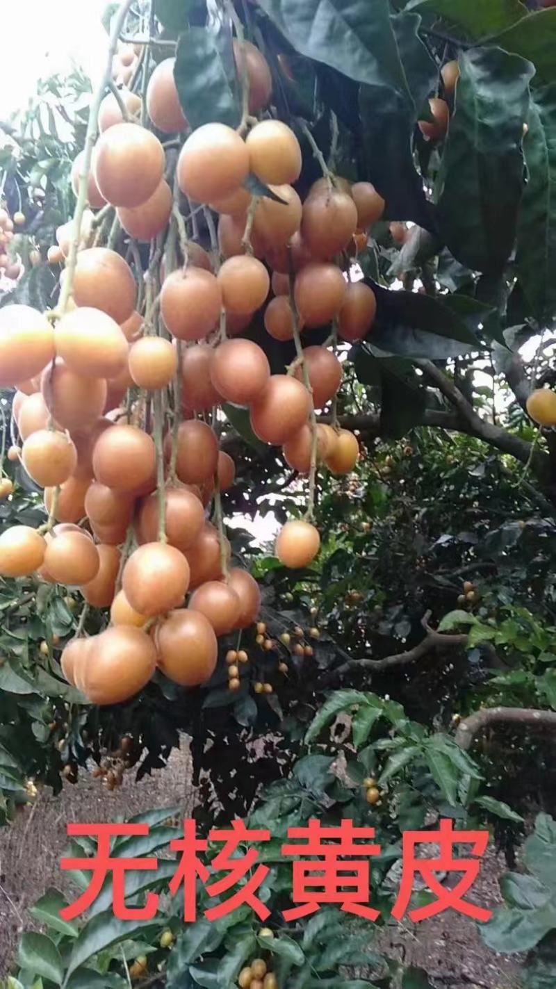 鸡心黄皮！无核黄皮！大量上市！欢迎各大平台，商超对接