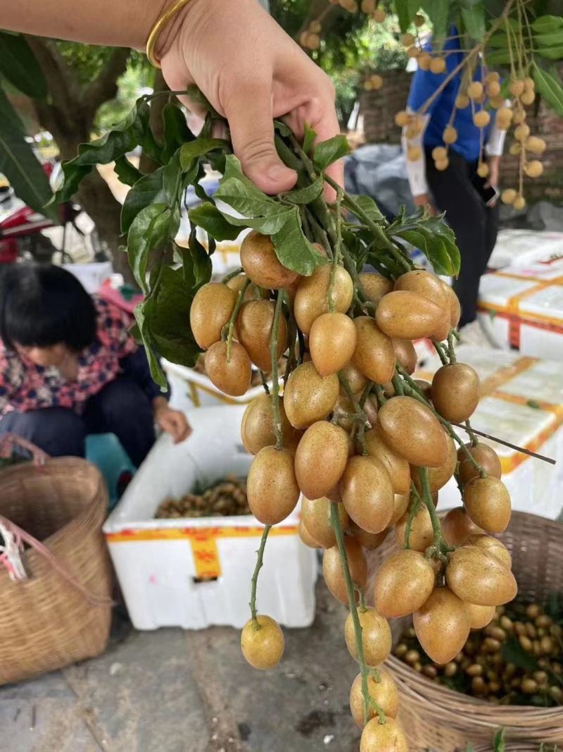 鸡心黄皮！无核黄皮！大量上市！欢迎各大平台，商超对接