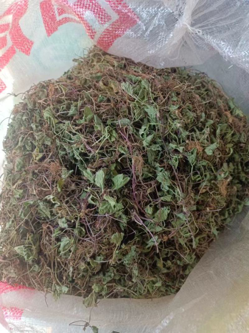 【热卖】野生新产积雪草干货全干农村高品质货源