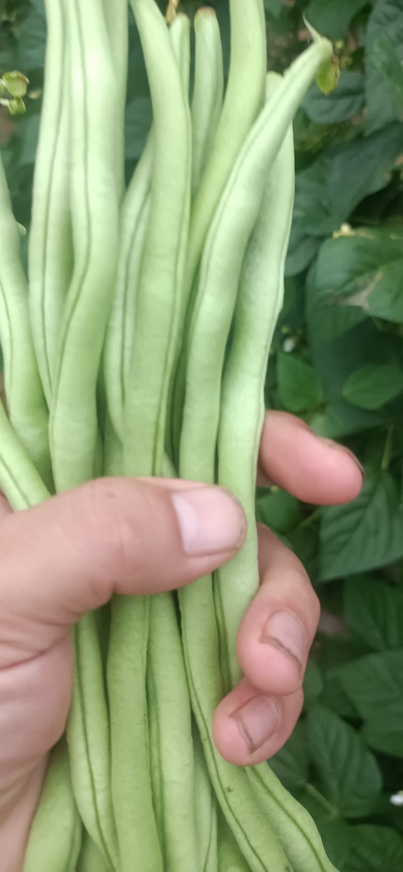 无筋豆