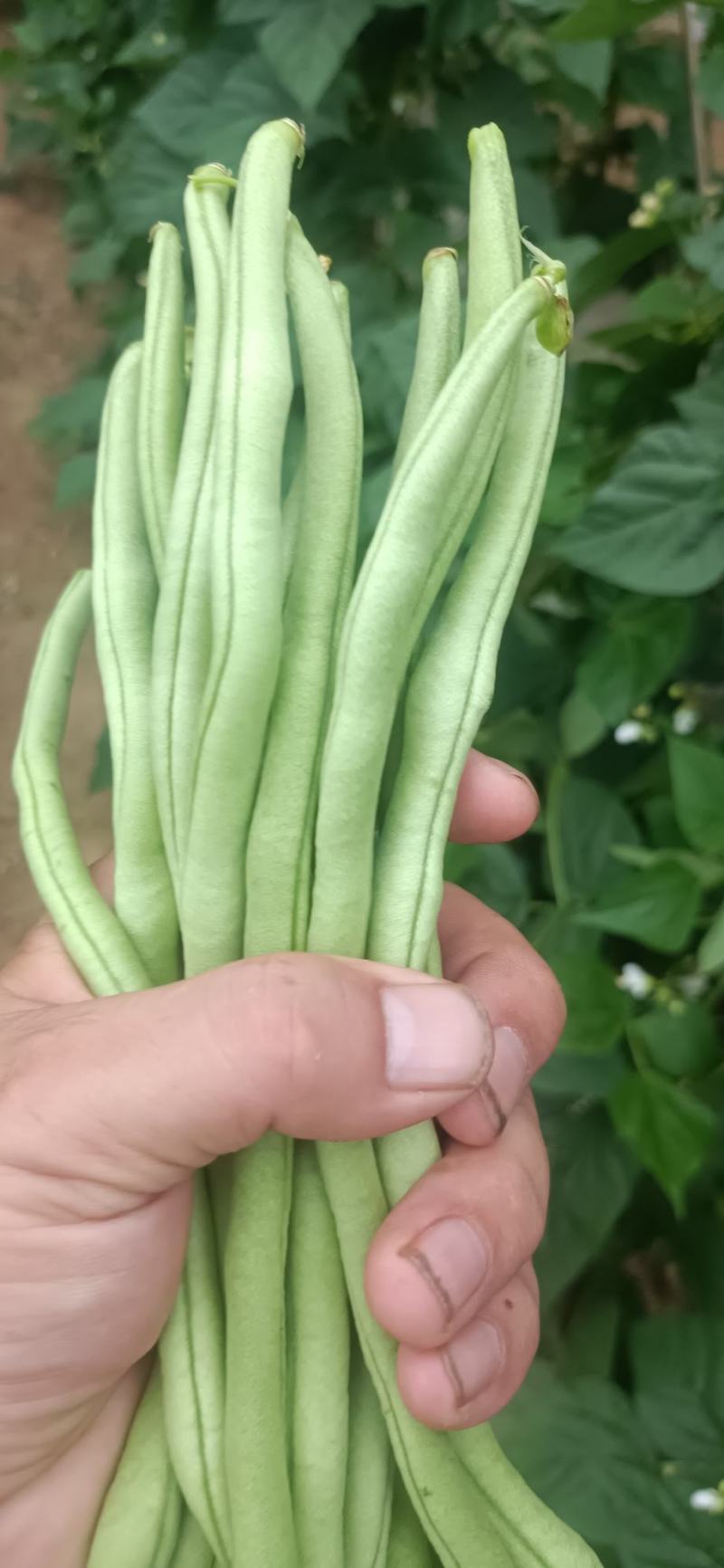 无筋豆