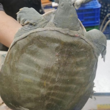 生态中华鳖老甲鱼货源充足稳定鱼塘直发