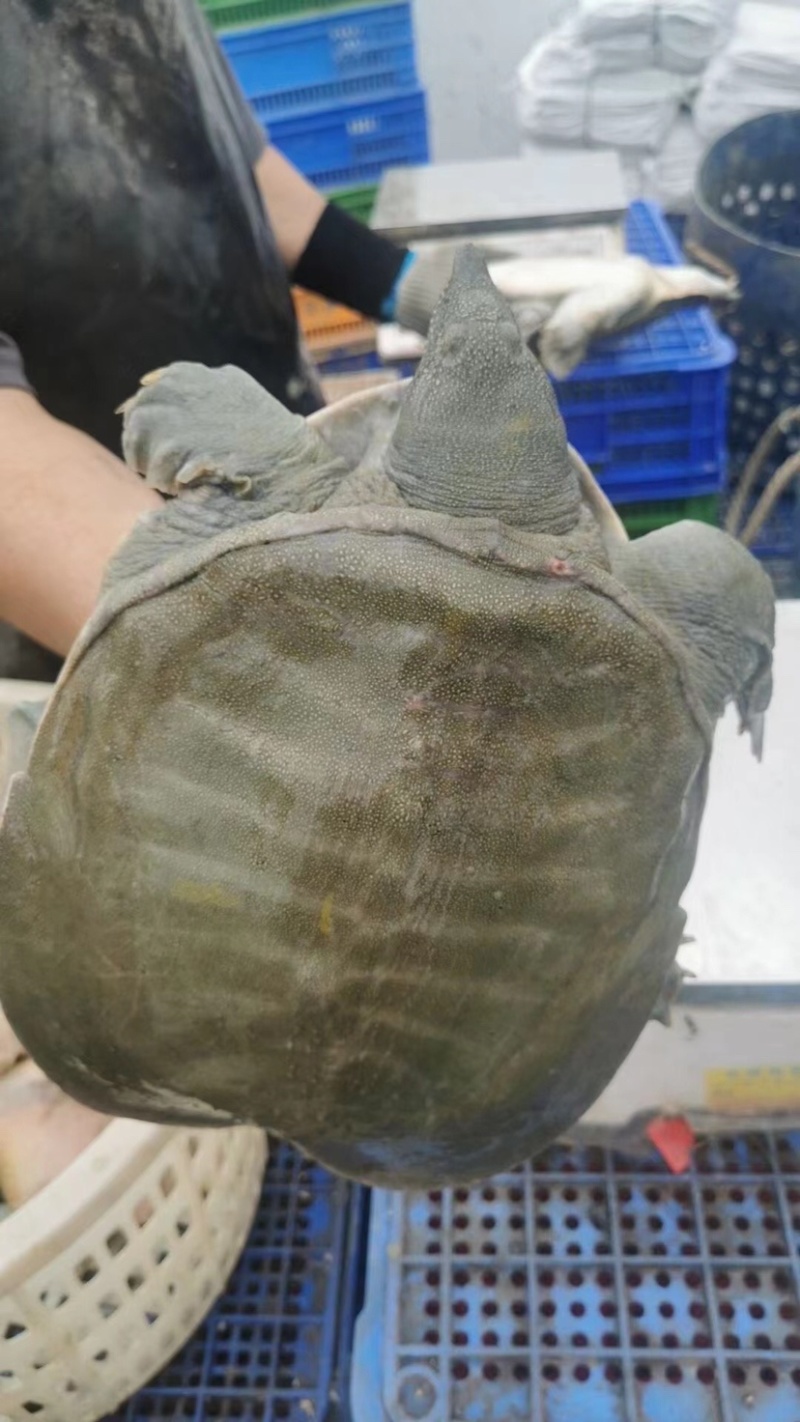 生态中华鳖老甲鱼货源充足稳定鱼塘直发