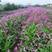 白芨苗，四川基地培育直发三叉白芨种苗紫花品质好价格实惠