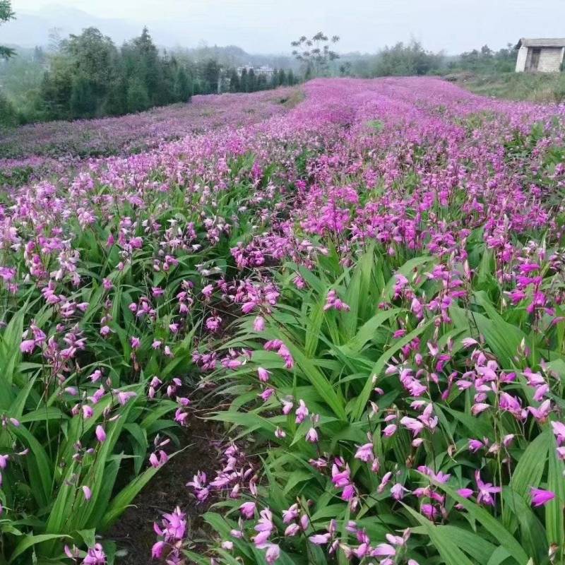 白芨苗，四川基地培育直发三叉白芨种苗紫花品质好价格实惠
