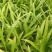 白芨苗，四川基地培育直发三叉白芨种苗紫花品质好价格实惠