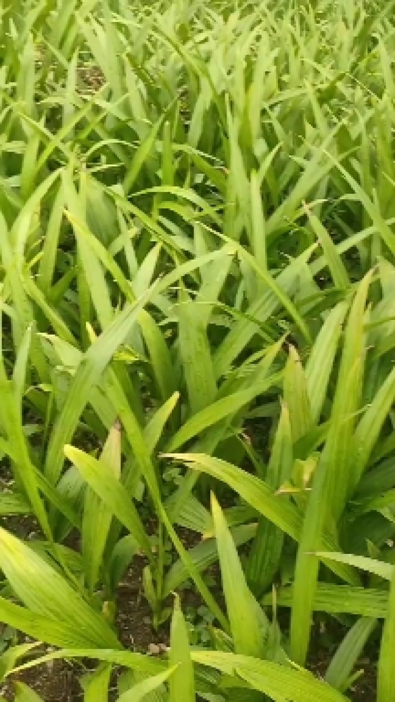 白芨苗，四川基地培育直发三叉白芨种苗紫花品质好价格实惠