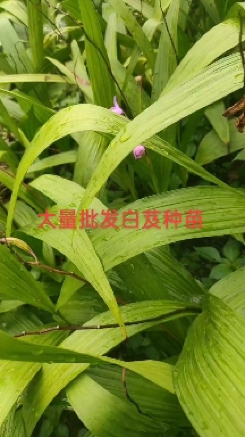 白芨苗，四川基地培育直发三叉白芨种苗紫花品质好价格实惠