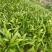 白芨苗，四川基地培育直发三叉白芨种苗紫花品质好价格实惠