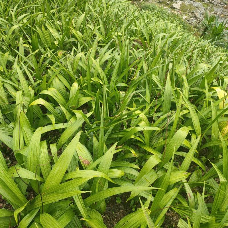 白芨苗，四川基地培育直发三叉白芨种苗紫花品质好价格实惠