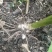 白芨苗，四川基地培育直发三叉白芨种苗紫花品质好价格实惠