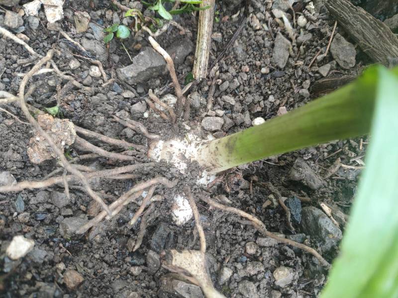 白芨苗，四川基地培育直发三叉白芨种苗紫花品质好价格实惠