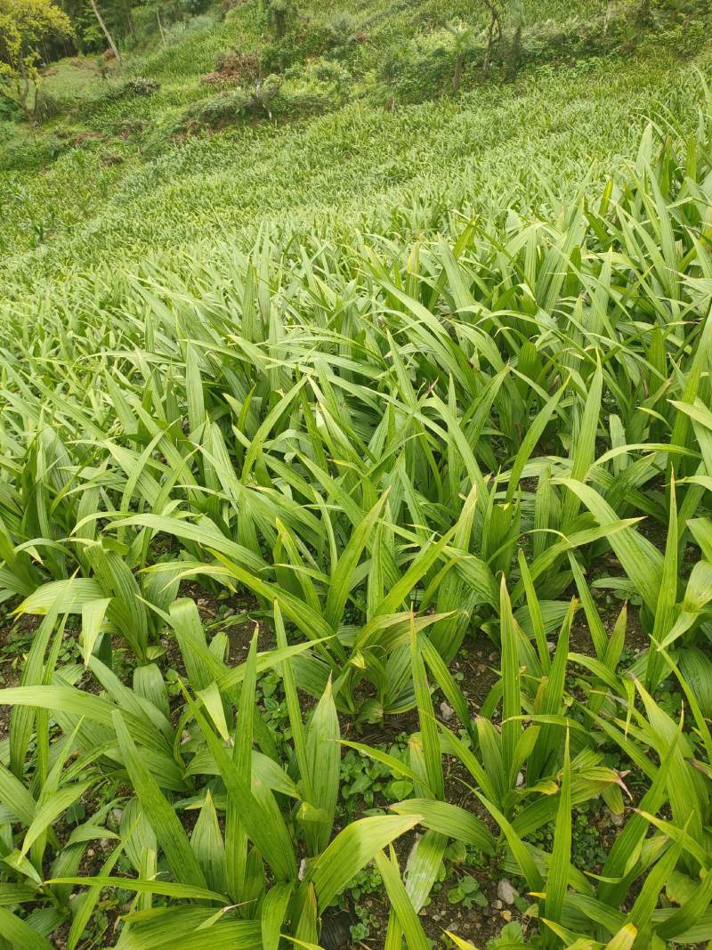 白芨苗，四川基地培育直发三叉白芨种苗紫花品质好价格实惠