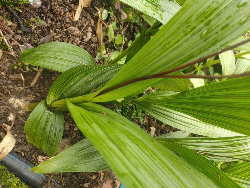 白芨苗，四川基地培育直发三叉白芨种苗紫花品质好价格实惠