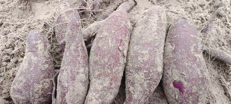 桂京8软糯香甜大量上市供应商超市场工厂等等