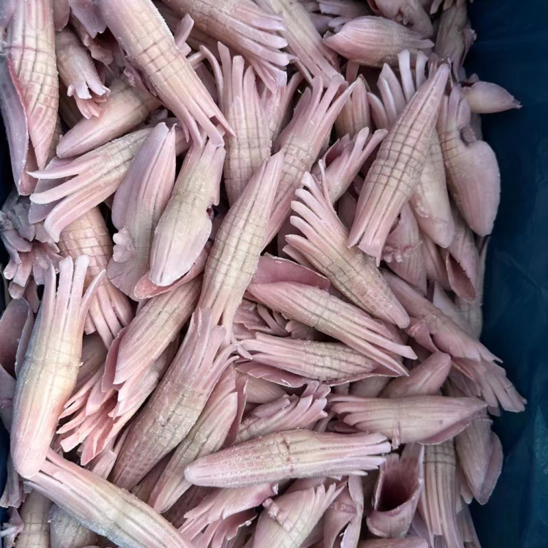火箭鱿鱼