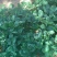 香蕉草莓苗天宝苗
