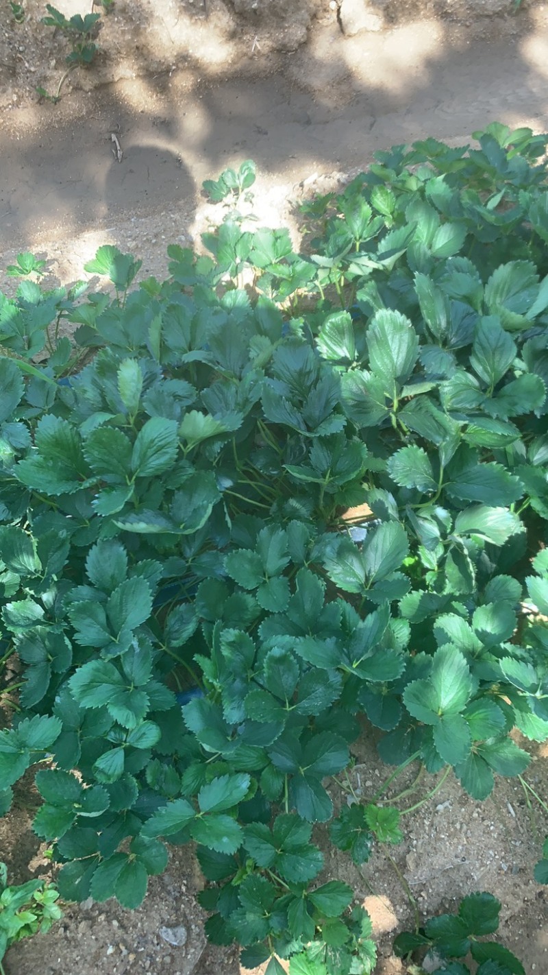 香蕉草莓苗天宝苗