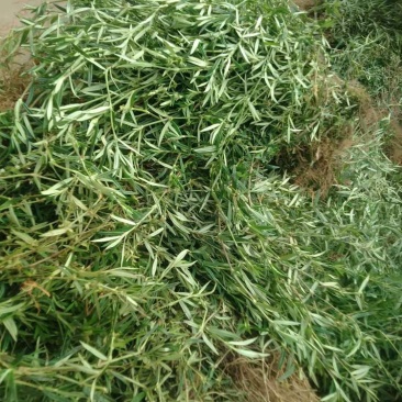 云南乌骨白花蛇舌草