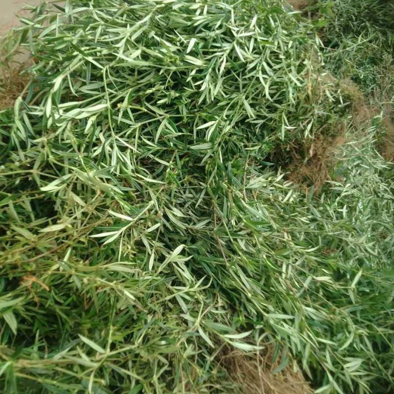 云南乌骨白花蛇舌草